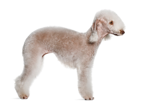 Bedlington terrier carattere prezzo