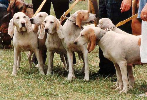 Cane Porcelaine segugio francese allevamenti carattere