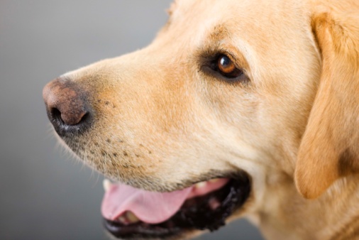 Cane Golden Retriever ama chitarra