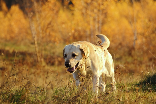 Labrador scappa casa torna canile