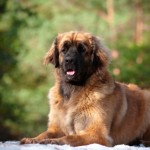 Leonberger