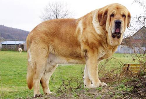 Mastino spagnolo carattere prezzo