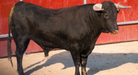 uccisione toro corrida you tube cancella video
