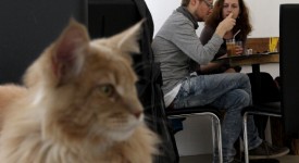 cat café a Londra