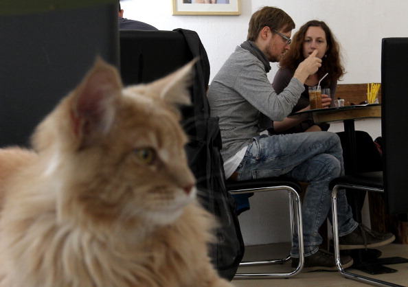 cat café a Londra