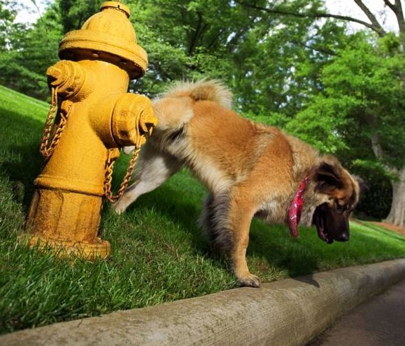 cane che fa la pipì in strada legge