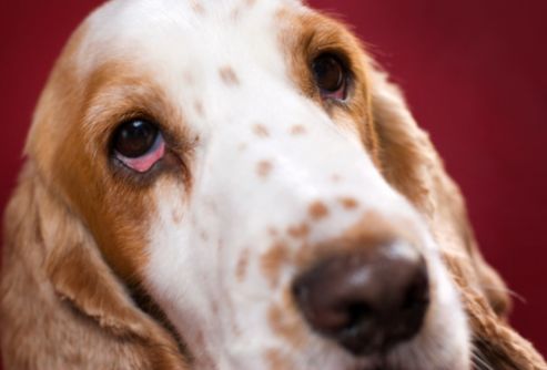 cane-con-occhi-rossi cause che fare