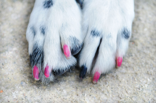 nail art per cani