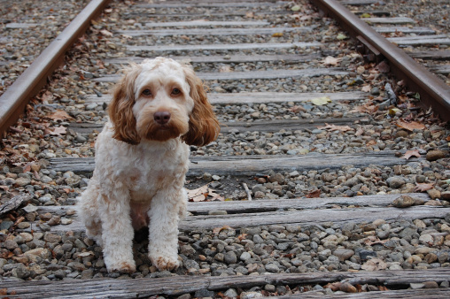 portare il cane al canile