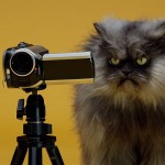 Colonel Meow gatto più arrabbiato web foto