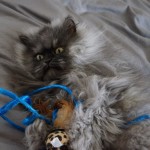 Colonel Meow gatto più arrabbiato web foto
