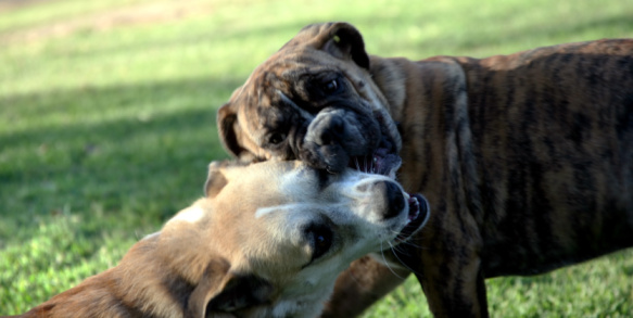 combattimento tra cani