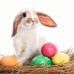 Animali a pasqua