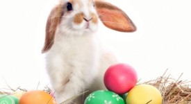 Animali a pasqua