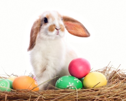 Animali a pasqua