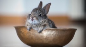 gallery di conigli