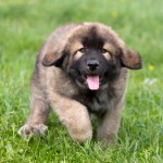 Leonberger