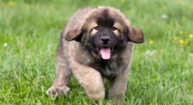 Leonberger