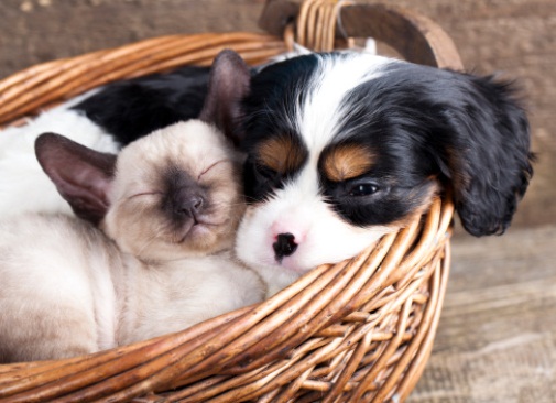 Cucciolo di cane contro gatto