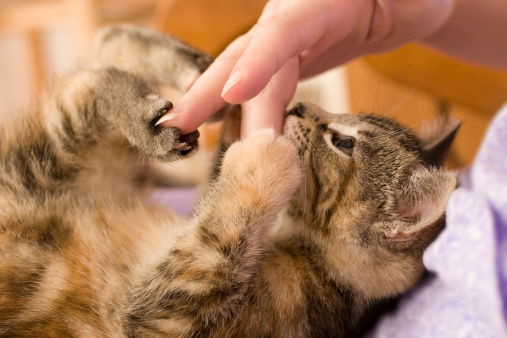 Copriunghie colorati per gatti