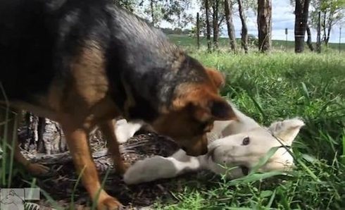 cane e leone bianco video amicizia