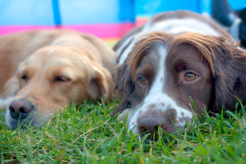 labirintite nel cane