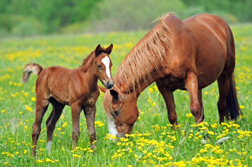 proposte per la tutela dei cavalli