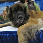 leonberger