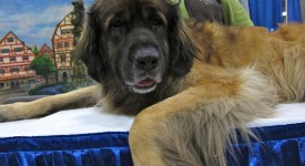 leonberger