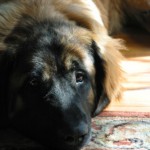 leonberger