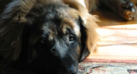 leonberger