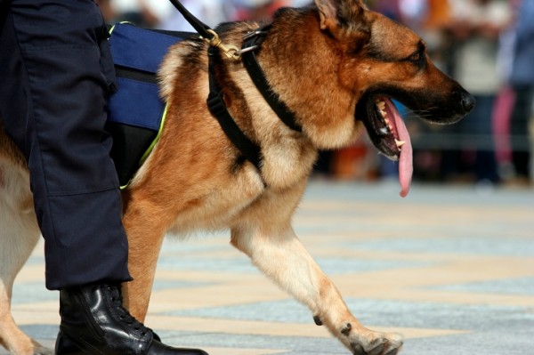 cane poliziotto antiscippo a napoli