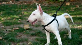 scegliere la pettorina per cani