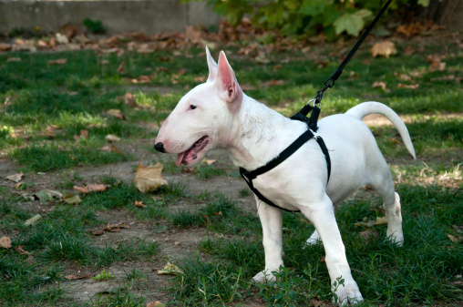 scegliere la pettorina per cani