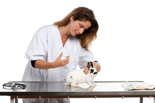 Vaccino coniglio quanto costa