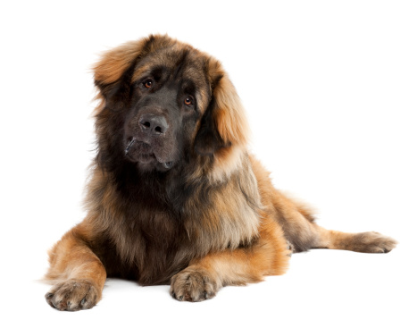 Cane Leonberger carattere prezzo allevamento