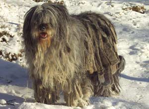 Pastore bergamasco carattere allevamento