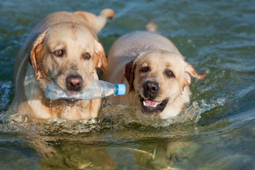 Cane Labrador ricicla bottiglie plastica