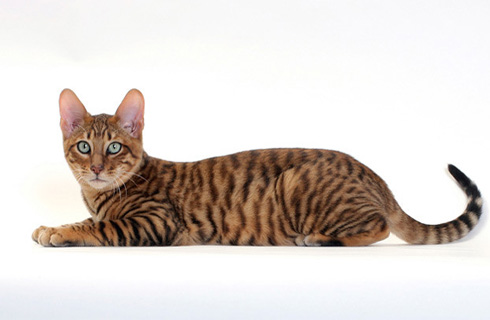 Gatto Toyger carattere prezzo