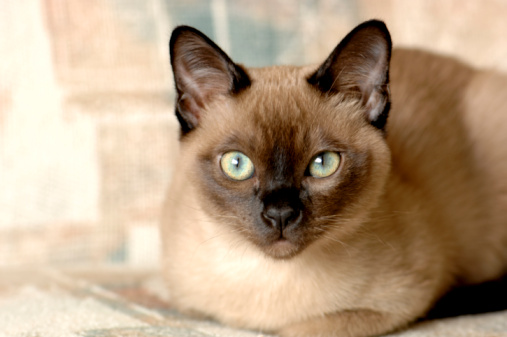 Gatto tonkinese