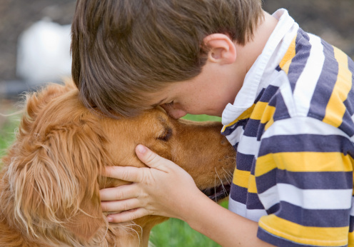 Golden Retriever sopravvisuti strage Boston