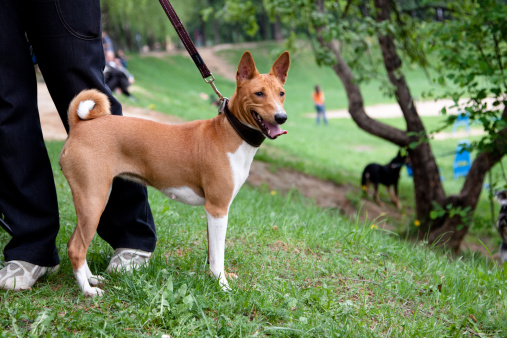 Cane Basenji: caratteristiche costo allevamenti Italia