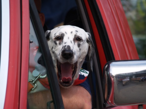 Ambulanze veterinarie multate