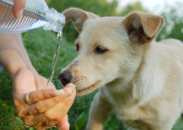 quanta acqua bere cane giorno