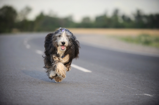 cane corre dietro macchine che fare