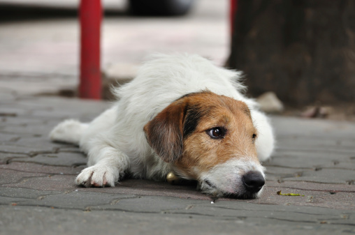 Cucciolo cane sfruttato accattonaggio