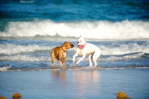 cani nelle spiagge libere salentine