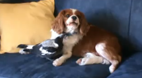 cavalier king  gazza video