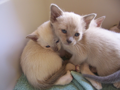 Gatto Tonkinese