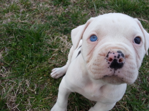 A che età mettere il guinzaglio al cane?